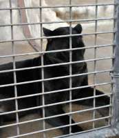 Ein schwarzer Panther hinter Gittern. © wikimedia, CCLicense