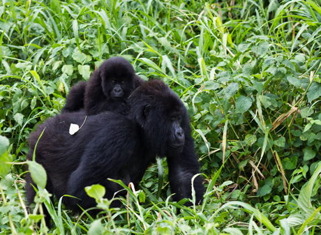Gorillas im Virunga Nationalpark, Kongo. © Cai Tjeenk Willink/ wikipedia