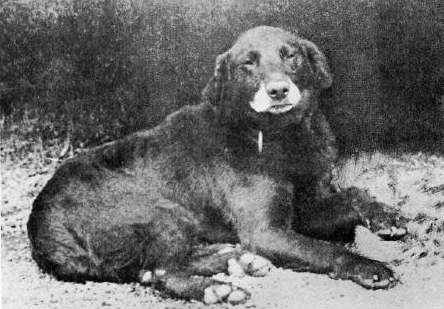 Dieser schwarze Labrador ist nicht Shep, sondern Avon , der um 885 gelebt hat und als Urvater aller Labradors gilt. © gemeinfrei