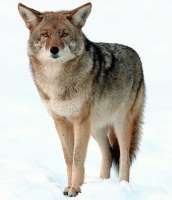 Der lebendige Hund ist ein  Koyote aus dem Yosemite-Park / USA. Eine Erinnerung an die Aktion von Joseph Beuys 1974.