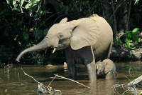 Waldelfantenkuh mit ihrem Kalb: Bereits bei der Geburt größer als die Protagonistin des Romans. © Lizenzfrei vin Wikipedia