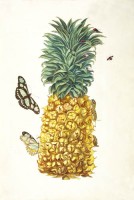 Für Michikazu Matsune hilft die Ananas beim Wünschen.  Maria Sibylla Merian hat sie 1705 gemalt. © gemeinfrei