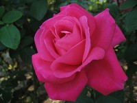 Die der Primadonna gewidmete Rose: "Maria Callas".  © GNU free license