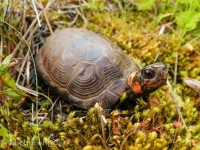 Schildkröten sind auch in der Sumpflandschaft gefährdete Tiere und stehen unter Schutz.© free license / Wiki 