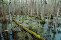 Durch den "great dismal swamp" stochert Kya mit ihrem Boot. © smitsonianmag.com 