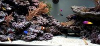 Meerwasser-Aquarium, wie es Klee in seiner Bar. Riff, einbauen lässt. ©  jblde .de
