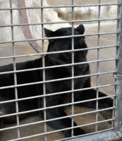Ein schwarzer Panther hinter Gittern. © wikimedia, CCLicense