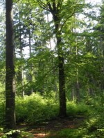 Der Wald rund um Heidenreichstein. © kinsky-heinreichstein.at