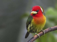 Flammenkopf Bartvogel aus Afrika: Noch nicht auf der roten LIste. © lizenzfrei