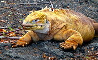 Seltsame Tiere sehen dich an. Nur auf den Galapagos leben noch wie in grauer Vorzeit riesige Warane. © natureglapagos.com